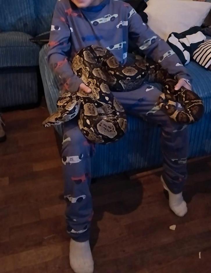 boa constrictor +2meter gezond Boa Constrictor - unknown for sale from JRR