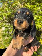 Prachtige ruwhaar dwerg teckel pups te koop🐾, Dieren en Toebehoren, Parvo, 8 tot 15 weken, Dwerg, Meerdere