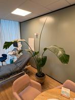 Grote strelitzia nicolai met mand, Ophalen, Halfschaduw, 200 cm of meer