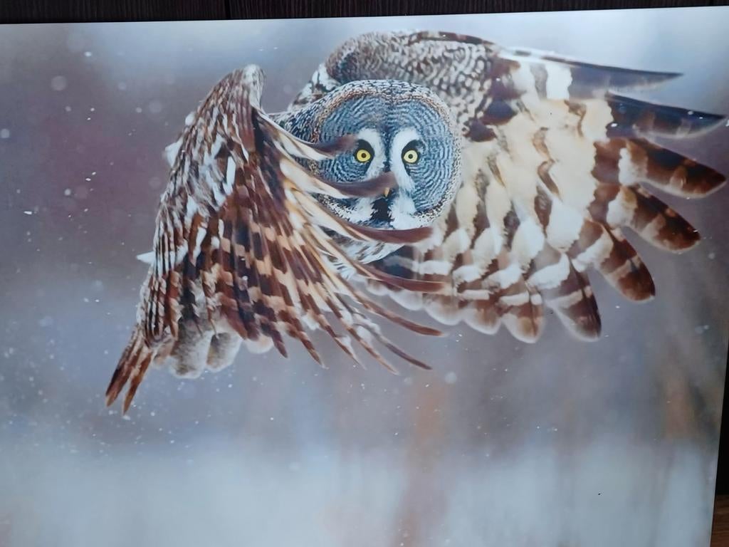 Dibond schilderij van uil in vogelvlucht, Ophalen