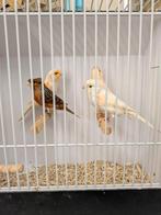 Harlekijn kanaries 3 man 1pop, Mannelijk, Kleurkanarie