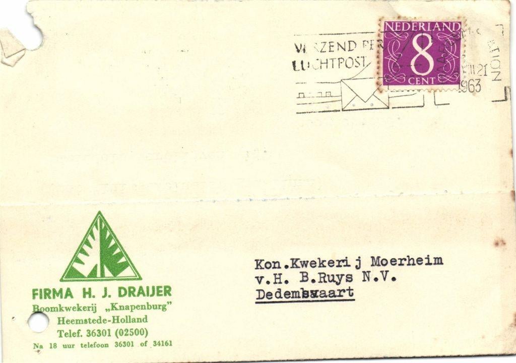 Boomkwekerij Knapenburg, Heemstede - 08.1963 - briefkaart, Ophalen of Verzenden, Briefkaart