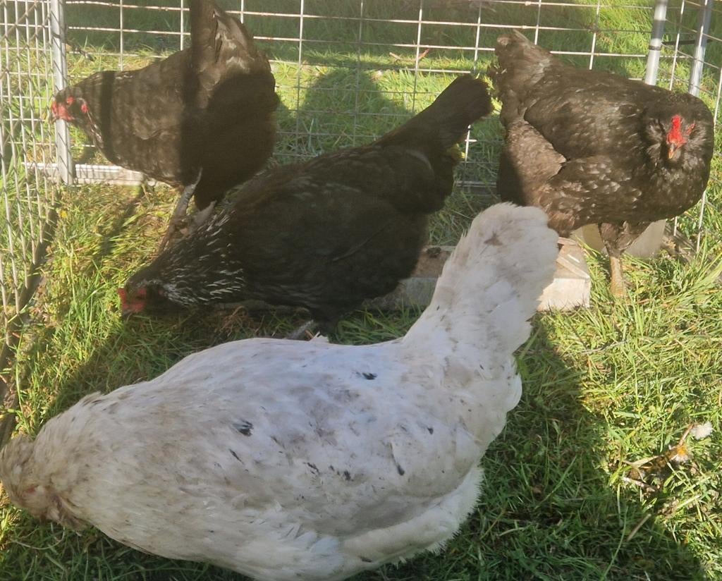 Te koop 4 araucana hennen, Dieren en Toebehoren, Pluimvee, Vrouwelijk, Kip