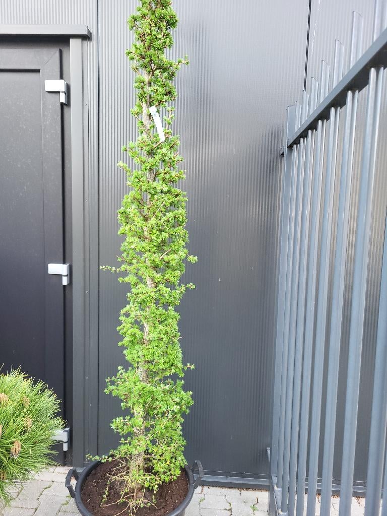 Larix kaempferi zuilvorm, Tuin en Terras, Planten | Bomen, Bloeit niet, 100 tot 250 cm, Zuilboom, Ophalen