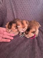 Prachtige blackgolden brits korthaar kittens met stamboom, Dieren en Toebehoren, Meerdere dieren, Met stamboom