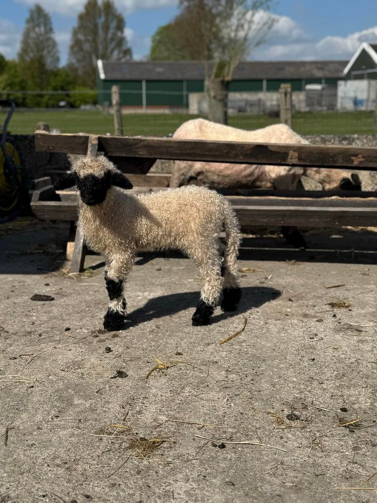 Stamboek Walliser Schwarznase ooi met ramlam, Vrouwelijk, Schaap