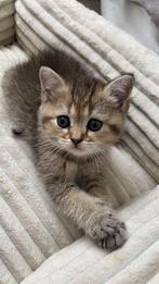 Britse korthaar, Dieren en Toebehoren, Kater, Ontwormd