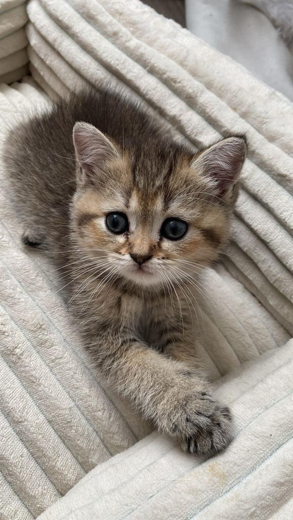 Britse korthaar, Dieren en Toebehoren, Katten en Kittens | Raskatten | Korthaar, Kater, Ontwormd