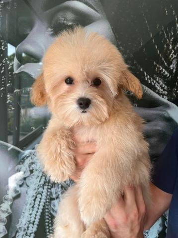 Premium maltipoo f1 reutje beschikbaar voor biedingen