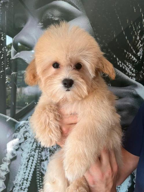 Premium maltipoo f1 reutje, Dieren en Toebehoren, Honden | Chihuahua's en Gezelschapshonden, Reu, Overige rassen, Particulier