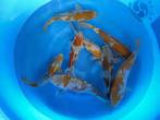 Ochiba's en Asagi's 20-25cm, van 69,- nu voor 49,- !!, Karper of Koi