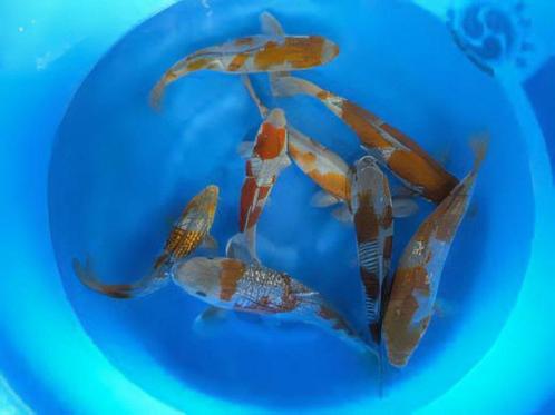 Ochiba's en Asagi's 20-25cm, van 69,- nu voor 49,- !!, Dieren en Toebehoren, Vissen | Vijvervissen, Karper of Koi