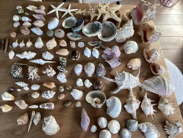 Verzameling bijzondere schelpen. beschikbaar voor biedingen