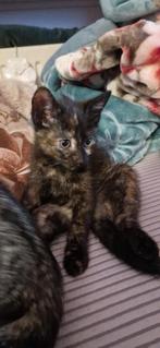 Britse korthaar kittens,gechipt en gevaccineerd 😻