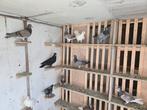 Kweek duiven zijn man en pop door kaar heen, Dieren en Toebehoren, Vogels | Duiven, Meerdere dieren, Postduif