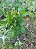 Verschillende tuinplanten, Ophalen of Verzenden