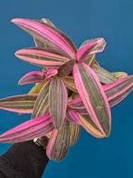 Tradescantia Pallida Pink p12 (6)