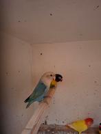 Koppel agapornis en personata,s, Meerdere dieren, Dwergpapegaai of Agapornis