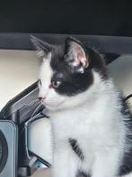 Kitten te koop, Dieren en Toebehoren, Poes, Kortharig, 0 tot 2 jaar