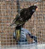 Rosella zwartbont 2025, Dieren en Toebehoren, Vrouwelijk, Parkiet, Geringd