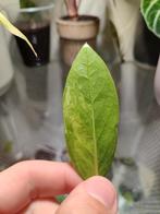 Zamioculcas zamiifolia (ZZ plant) variegata, Overige soorten, Minder dan 100 cm, Groene kamerplant, Halfschaduw