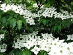Jonge zaailingen van Cornus Kousa Japanse kornoelje, Overige soorten, Minder dan 100 cm, Ophalen, Volle zon