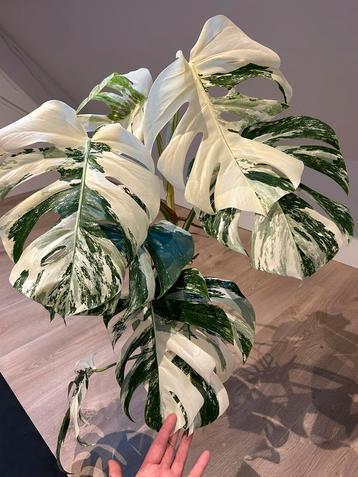 Monstera Albo Variegata#2– Mature & 8 Healthy Marbled Leaves beschikbaar voor biedingen