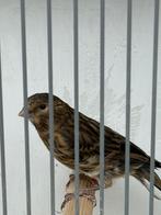 Kanarie man, Dieren en Toebehoren, Vogels | Kanaries, Mannelijk