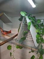 Rode Kardinaal  2024 geringd, Dieren en Toebehoren, Mannelijk, Geringd