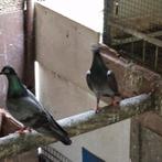 Erlauer hoogvliegers, Dieren en Toebehoren, Vogels | Duiven, Meerdere dieren, Postduif