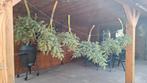 Dadeltakket te koop. Grote 9,- kleine 6,-, Ophalen, Zomer, Volle zon