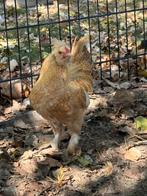 Leuke kip of haan, Dieren en Toebehoren, Geslacht onbekend, Kip
