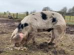 Bonte Bentheimer landvarken dekbeer te koop, Dieren en Toebehoren, Schapen, Geiten en Varkens, Mannelijk, Schaap