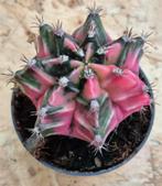 Cactus Gymnocalycium Mihanovichii p7 (17), Huis en Inrichting, Kamerplanten, Ophalen of Verzenden, Cactus, Volle zon, Minder dan 100 cm