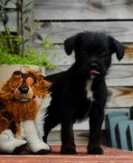 Mooie dwerg poedel x pups, Overige rassen, CDV (hondenziekte), 8 tot 15 weken, Meerdere