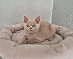 Britse korthaar kittens lilac, fawn, blue bicolor stamboom, Dieren en Toebehoren, Meerdere dieren, Gechipt, 0 tot 2 jaar