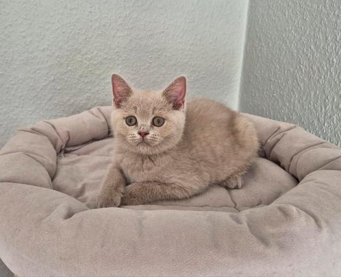 Britse korthaar kittens lilac, fawn, blue bicolor stamboom, Dieren en Toebehoren, Katten en Kittens | Raskatten | Korthaar, Meerdere dieren