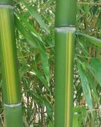 Phyllostachys Vivax Huangwenzhu: Reuzenbamboe met Contrasten, Overige soorten, Volle zon, Vaste plant, Ophalen of Verzenden