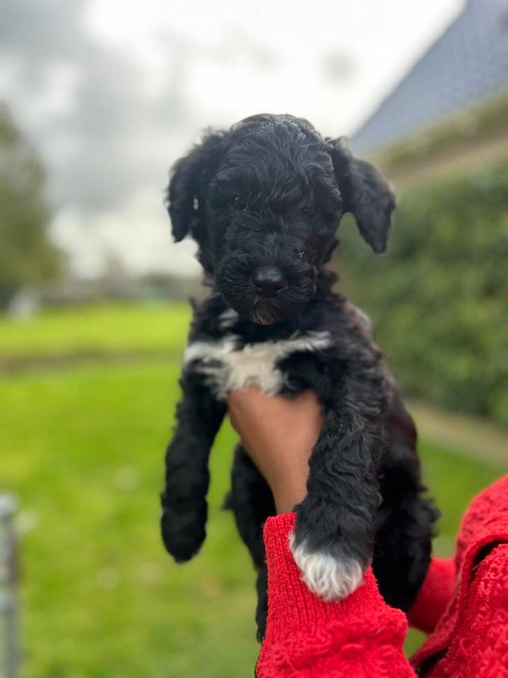 Labradoodle puppy’s te koop!, Dieren en Toebehoren, Honden | Niet-rashonden, Groot, Reu, Particulier, Meerdere, Nederland, 8 tot 15 weken