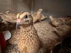 Japanse kwartel hennengroep, +- 30 stuks te koop!, Dieren en Toebehoren, Pluimvee, Vrouwelijk, Overige soorten
