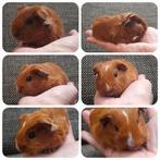 Schattige,jonge cavia's ,te reserveren,kunnen samen,vervoer, Cavia, Mannelijk, Januari, Tam