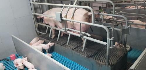 balansvloer kraamhok nooijen, Dieren en Toebehoren, Schapen, Geiten en Varkens, Varken, Vrouwelijk