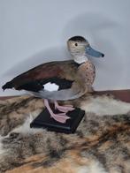 opgezetten roodschouder taling., Ophalen of Verzenden, Nieuw, Vogel, Opgezet dier