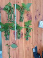 Gele brugmansia stekken 15-11, Tuin en Terras, Planten | Tuinplanten, Vaste plant, Halfschaduw, Zomer, Ophalen