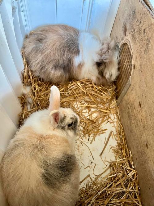 Twee lieve dwergkonijntjes (zusjes), Dieren en Toebehoren, Konijnen, Vrouwelijk