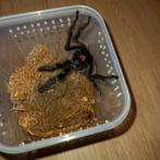 Psalmopoeus irminia, Dieren en Toebehoren, Insecten en Spinnen, Spin of Schorpioen