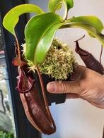 Nepenthes Densiflora x Robcantleyi, Huis en Inrichting, Kamerplanten, Ophalen of Verzenden, Overige soorten, Minder dan 100 cm