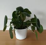 Grote Pilea = Pannenkoekplant, Huis en Inrichting, Kamerplanten, Ophalen, Overige soorten, Minder dan 100 cm