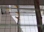 splendid, Dieren en Toebehoren, Vogels | Parkieten en Papegaaien, Meerdere dieren, Parkiet