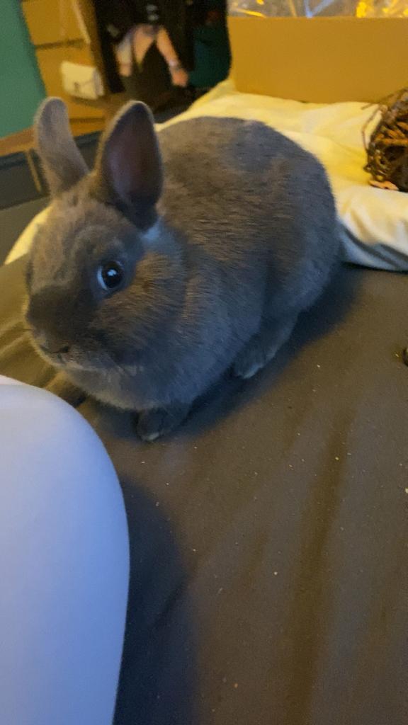 Dwerg konijn te koop, Dieren en Toebehoren, Konijnen, Dwerg, Vrouwelijk